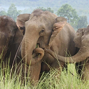 Indian Elephants feeding, Corbett National Park, India