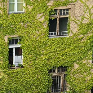 Ivy covered wall of building