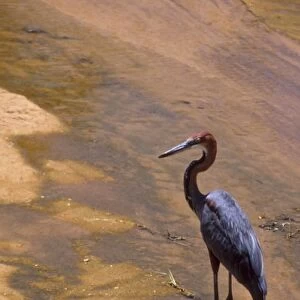 Kenya: Buffalo Springs National Reserve, Goliath Heron (Ardea goliath)