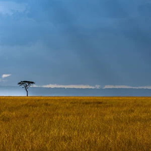 Kenya, Masai Mara, Lone tree