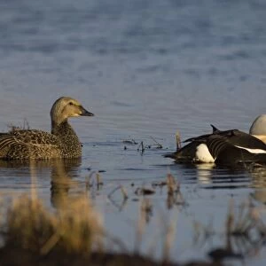 king eider, Somateria spectabilis, pair on a freshwater lake in the National Petroleum Reserves