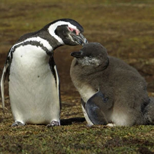 Magellanic Penguin, Spheniscus magellanicus, preening its large chick on the Falkland Islands