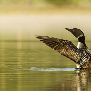 Male common loon drying his wings on Beaver Lake near Whitefish, Montana, USA
