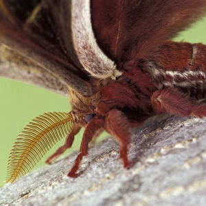 Male Polyphemus Moth. (Antheraea polyphemus)