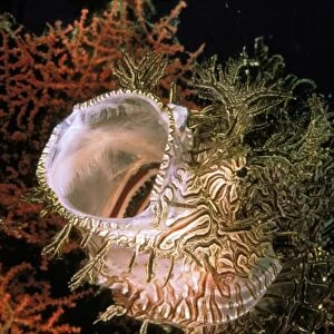 Merlots scorpionfish, or rhinopias