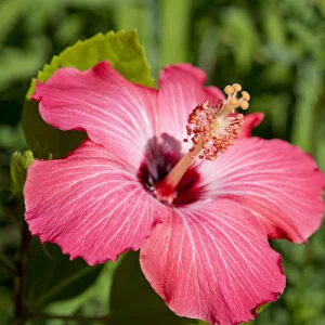 Michigan, Dearborn. Detail of pink hibiscus