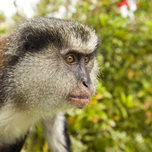Mona monkey of Grand Etang Lake. These animals were brought in from East Africa