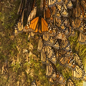 Monarch Butterflies(Danaus plexippus) on bark, El Rosario Butterfly Reserve