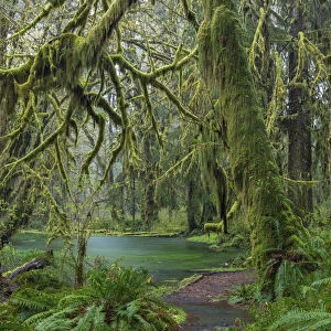Mossy lush forest along the Maple Glade Trail in the Quinault Rainforest in Olympic National Park