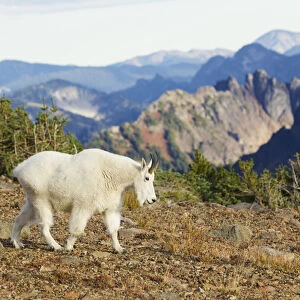 Mountain Goat; Cascade Mountains