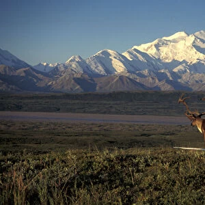 NA, USA, Alaska, Denali NP, bull Barren Ground Caribou (Rangifer tarandus) stands