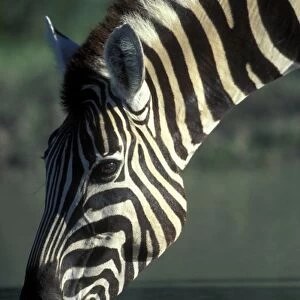 Namibia, Etosha National Park, Plains Zebra (Equus burchelli) drinks at water hole