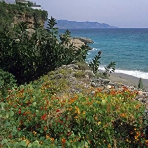 Nasturtiums grow along Costa del Sol in Spain