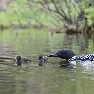 North America, Canada, British Columbia. Common Loon, (Gavia immer) giving an aquatic