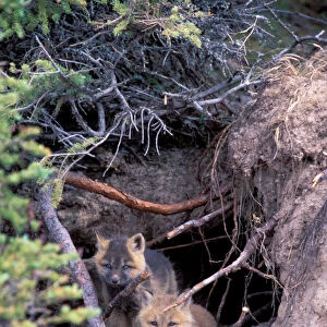 North America, Canada, Manitoba, Churchill. Arctic Fox (Alopex lagopus)