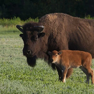 North America, USA, Theodore Roosevelt National Park, American Bison (Bison bison)