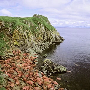 Pacific Walrus (Odobenus rosmarus divergens). Round Island, Alaska, USA, North America