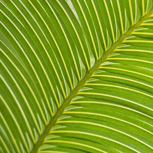 Palm frond diagonal