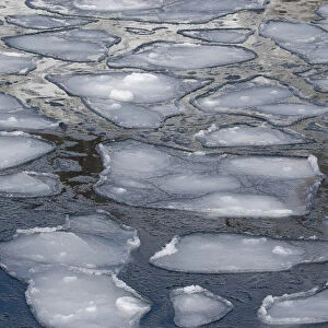 Pancake Ice along Shiretoko Peninsula. Winter in Northern Hokkaido, Japan