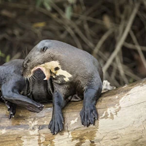 Pantanal, Mato Grosso, Brazil. Giant river otter growling at other who want on the log