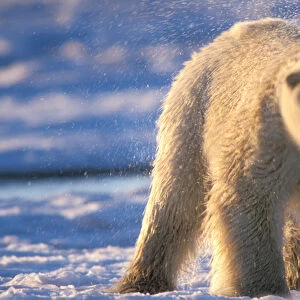 polar bear, Ursus maritimus, shaking off sea water, 1002 area of the Arctic National