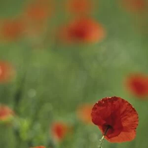 Portugal, Barcelos. Red poppies in meadow