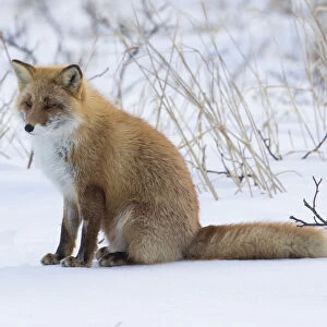 Red fox sitting in snow