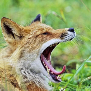 Red Fox (Vulpes vulpes), Alaska. America, North America, USA, Alaska, July