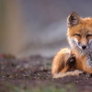 red fox, Vulpes vulpes, pup scratching itself, 1002 coastal plain of the Arctic National