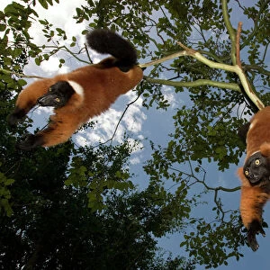 A red ruffed lemur, Varecia variegata rubra, is now only found in the wild in remaining