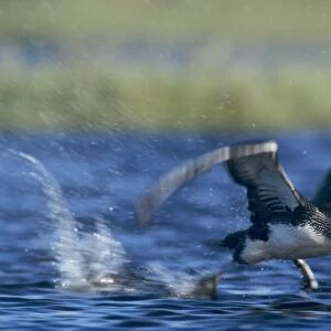 Red-throated Loon, Gavia stellata, adult taking off, Kongsfjord, Norway