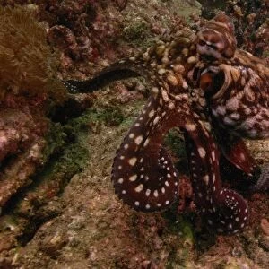 Robust Day Octopus (Octopus cyanea) North Stradbroke Island, off of Queensland coast