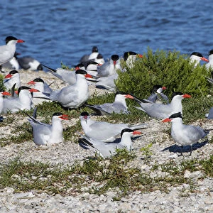 Royal Terns (Sterna maxima) on nesting island