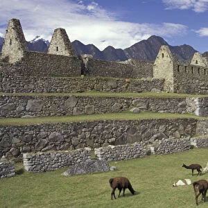 SA, Peru, Machu Picchu Llama and ruins