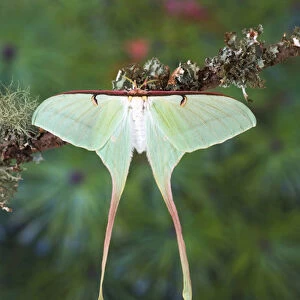 Sammamish, Washington Silk Moth from China Actias dubernardi female with her long tail
