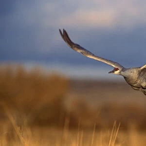 Sandhill crane flying at Bosque del Apache, New Mexico