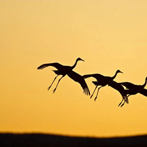 Sandhill Crane (Grus canadensis) landing at sunset, New Mexico