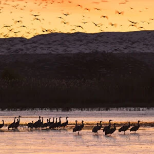 Sandhill cranes and other waterfowl before dawn from the flight deck, Bosque del Apache NWR