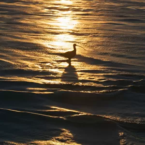 Sandpiper in ocean, California