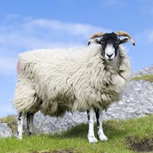 Sheep (Cheviot) on the Isle of Harris, home of the Harris Tweed