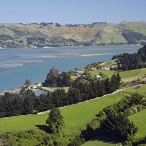 Sheep near Sawyers Bay, Otago Harbour and Otago Peninsula, Dunedin, South Island
