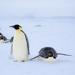 Snow Hill Island, Antarctica. Adult Emperor penguins tobogganing to save energy while