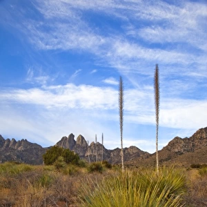 Soaptree Yucca and the Organ Mountains at Aguirre Springs National Recreation Area