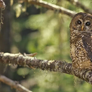 Spotted Owl in Mt. Hood Forest, Oregon, USA