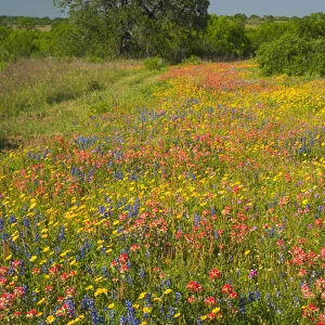 Springtime with field of Texas Wildflowers and Oak Tree near Pleasanton Texas