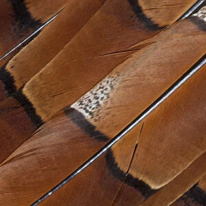 Tail feathers of Cooper Pheasant