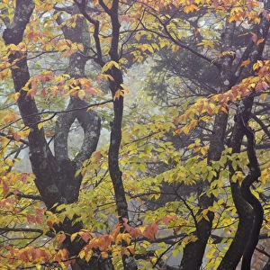 Tree branch pattern in foggy forest, Pisgah National Forest, North Carolina