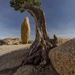 Twisted juniper (Juniperus osteosperma) growing from the granite rocks, Joshua Tree National Park