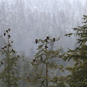 USA, Alaska. Bald eagles congregate in trees during