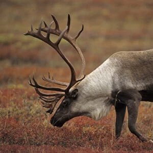 USA, Alaska, Bull Caribou, Denali National Park